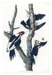 Planche 66 de Birds of America par John James Audubon représentant le Pic à bec ivoire